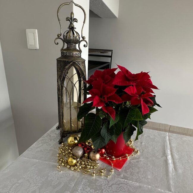 Serene Estates Christmas 2025